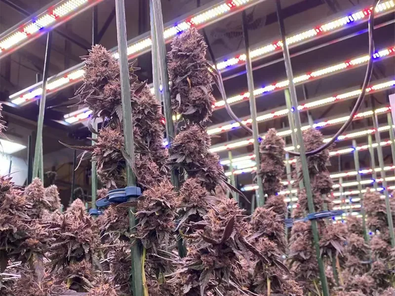 high intensity led lights